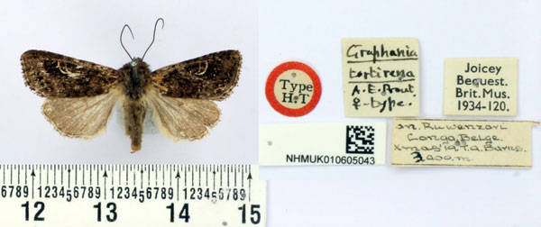 /filer/webapps/moths/media/images/T/tortirena_Graphania_HT_BMNH.jpg