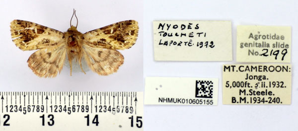 /filer/webapps/moths/media/images/T/toucheti_Nyodes_HT_BMNH.jpg