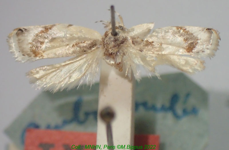 /filer/webapps/moths/media/images/T/toulgoetianum_Cryptolechia_HT_MNHN.jpg