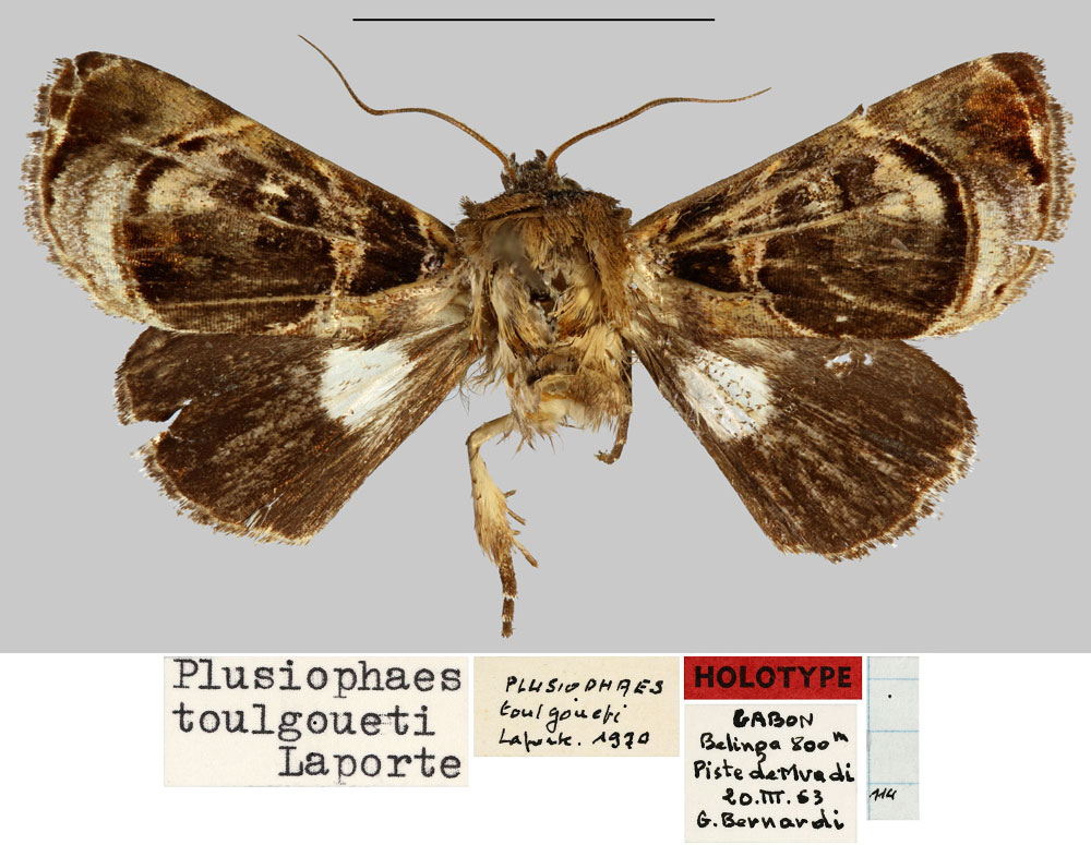 /filer/webapps/moths/media/images/T/toulgoueti_Plusiophaes_HT_MNHN.jpg