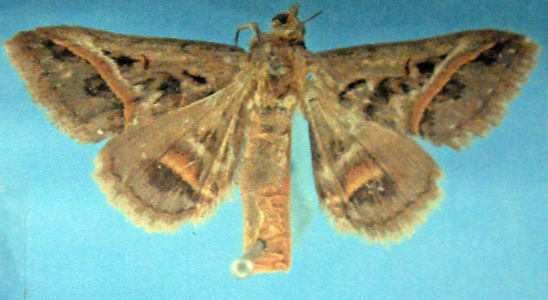 /filer/webapps/moths/media/images/T/trajecta_Acantholipes_HT_BMNH.jpg