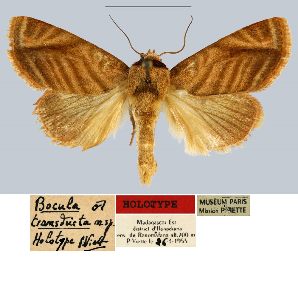 /filer/webapps/moths/media/images/T/transducta_Bocula_HT_MNHN.jpg