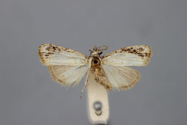 /filer/webapps/moths/media/images/T/transecta_Nola_ST_BMNH.jpg