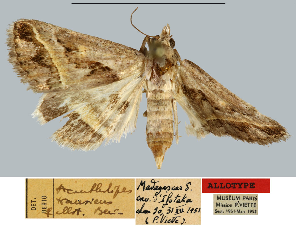 /filer/webapps/moths/media/images/T/transiens_Acantholipes_AT_MNHN.jpg
