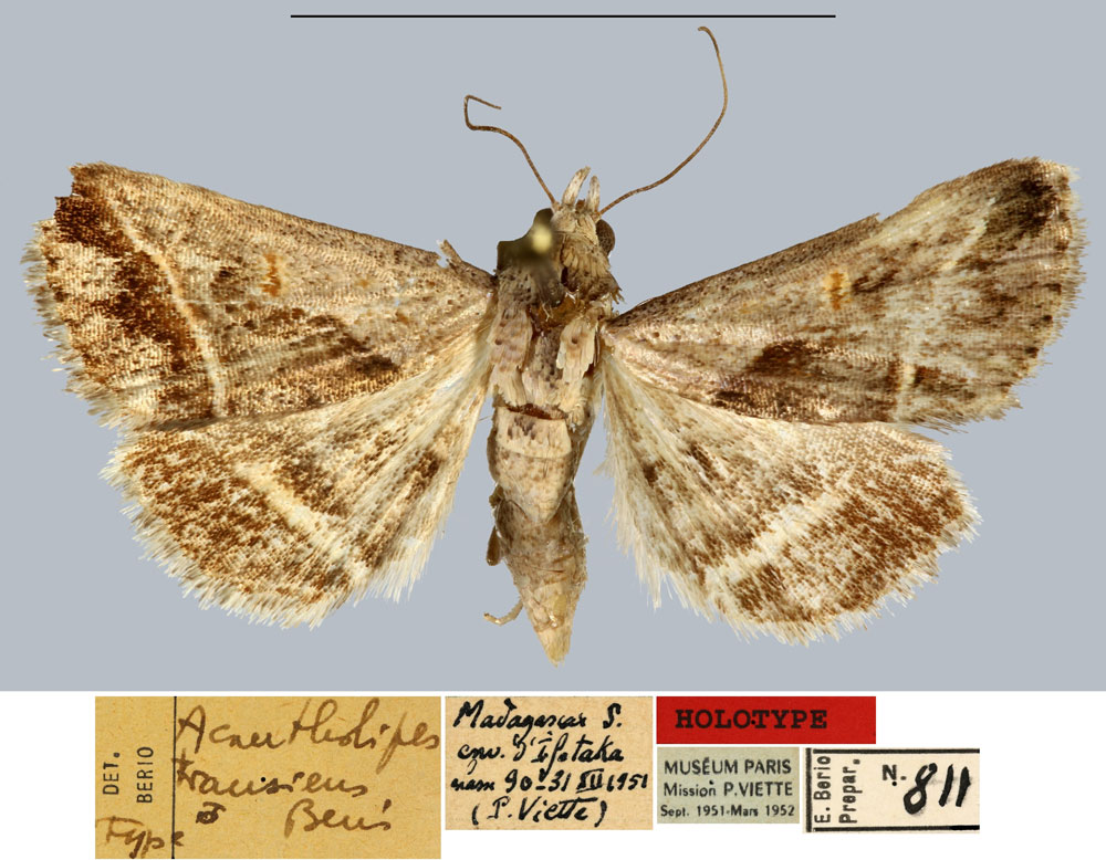 /filer/webapps/moths/media/images/T/transiens_Acantholipes_HT_MNHN.jpg