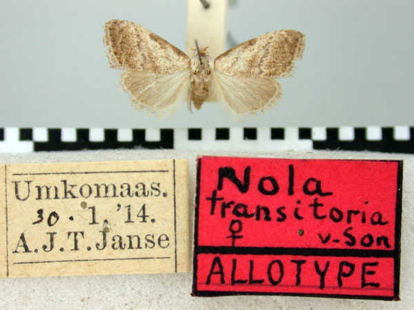 /filer/webapps/moths/media/images/T/transitoria_Nola_AT_TMSA.jpg