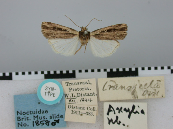 /filer/webapps/moths/media/images/T/transjecta_Agrotis_ST_BMNH.jpg