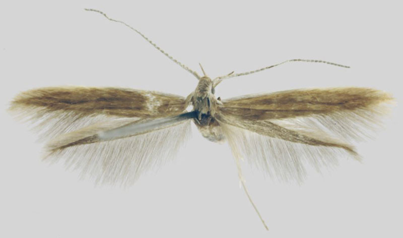 /filer/webapps/moths/media/images/T/transvaalensis_Coleophora_HT_Baldizzone.jpg
