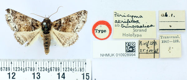 /filer/webapps/moths/media/images/T/transvaalica_Pericyma_HT_BMNH.jpg