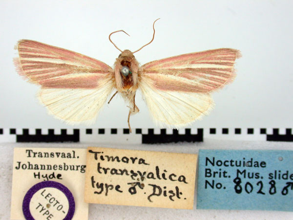 /filer/webapps/moths/media/images/T/transvaalica_Timora_LT_BMNH.jpg