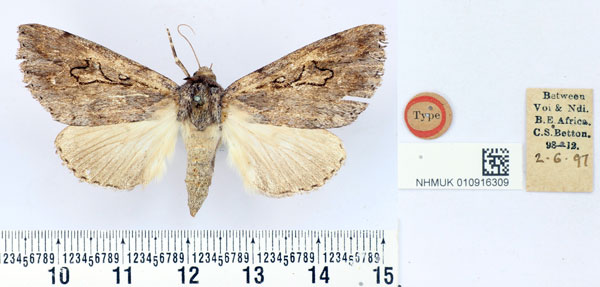 /filer/webapps/moths/media/images/T/trefoliata_Chelecala_HT_BMNH.jpg