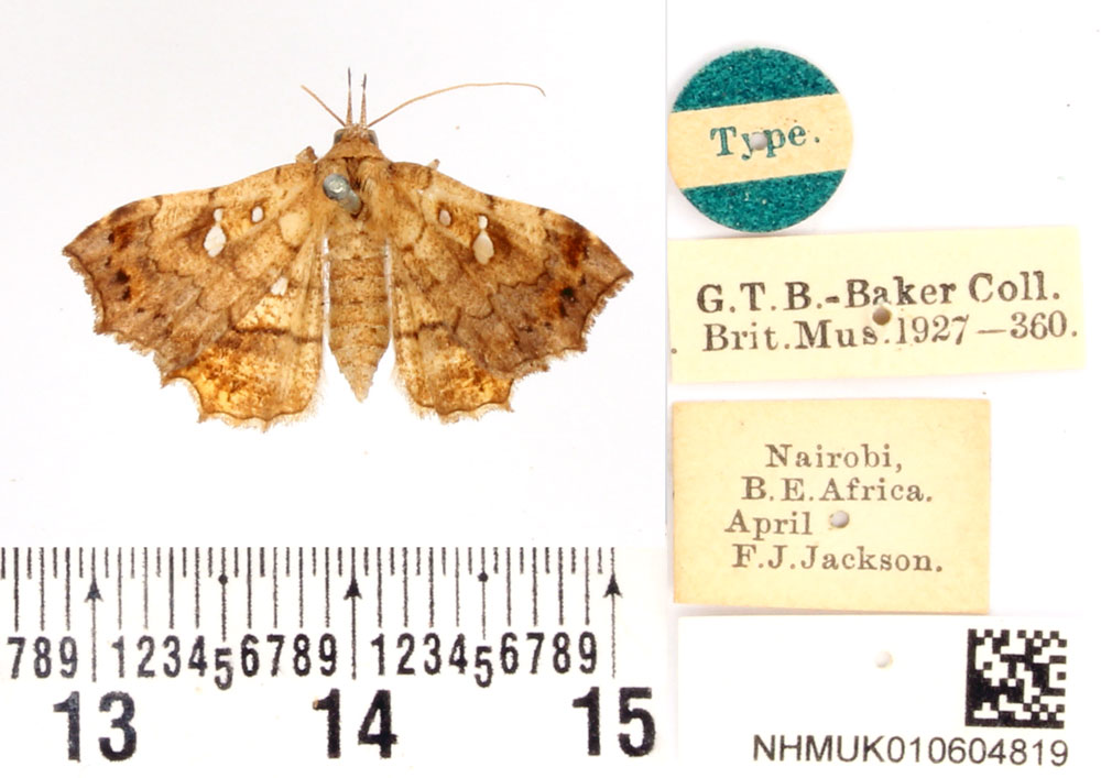 /filer/webapps/moths/media/images/T/treicegcroma_Nagadeba_HT_BMNH.jpg