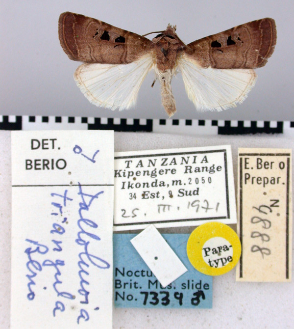 /filer/webapps/moths/media/images/T/triangula_Dallolmoia_PT_BMNH.jpg