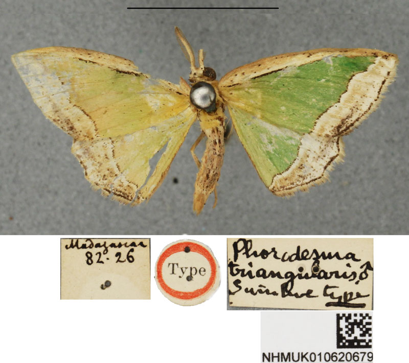 /filer/webapps/moths/media/images/T/triangularia_Phorodesma_ST_BMNH.jpg