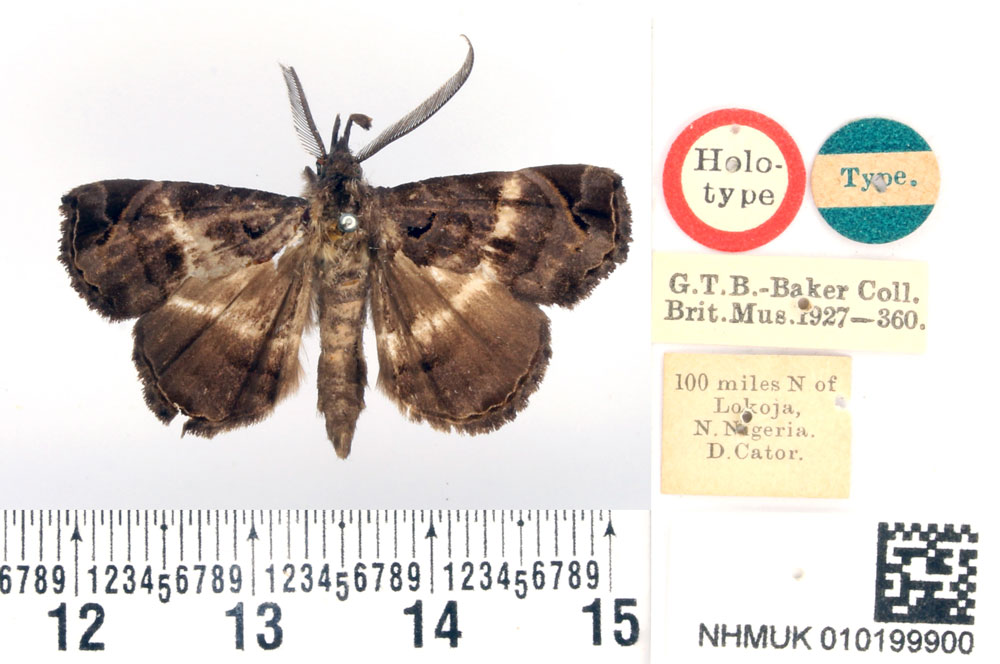 /filer/webapps/moths/media/images/T/triangularis_Deinypena_HT_BMNH.jpg