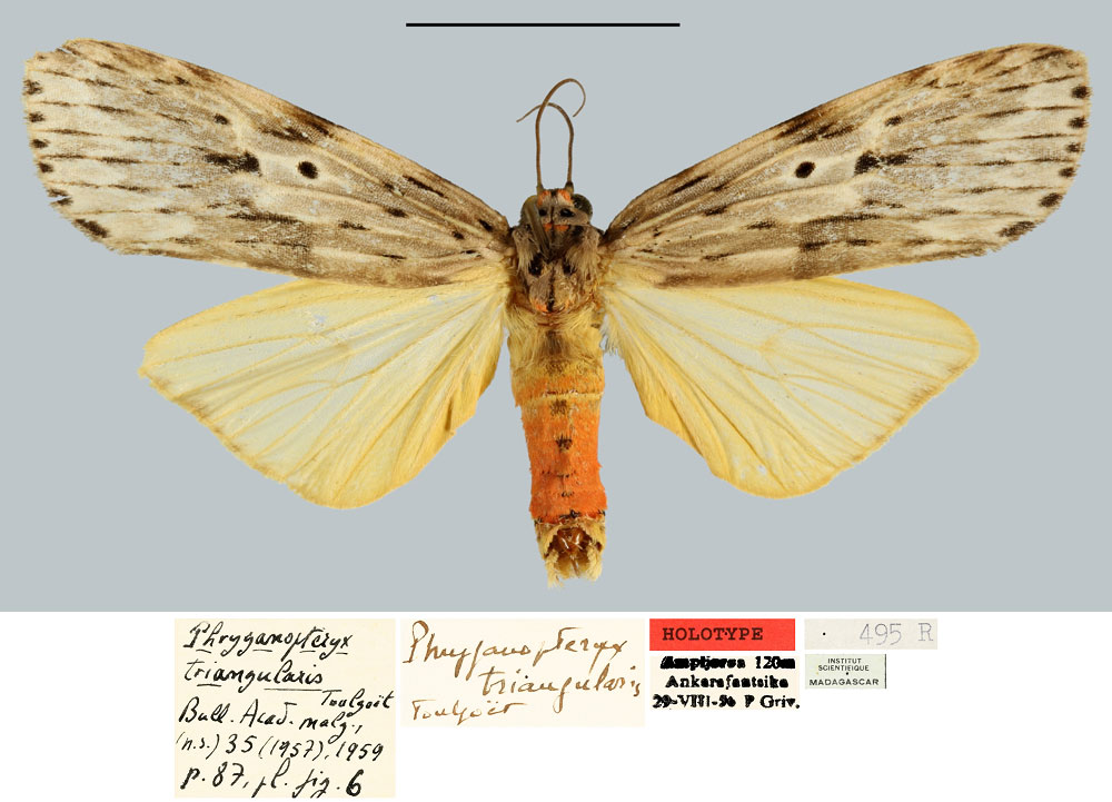 /filer/webapps/moths/media/images/T/triangularis_Phryganopteryx_HT_MNHN.jpg