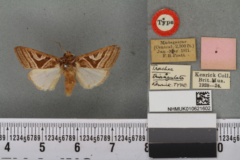 /filer/webapps/moths/media/images/T/triangulata_Trachea_LT_BMNHa.jpg