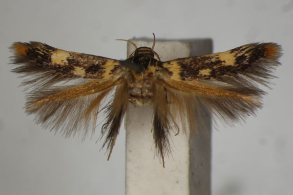 /filer/webapps/moths/media/images/T/trichodora_Stathmopoda_A_BMNH.jpg