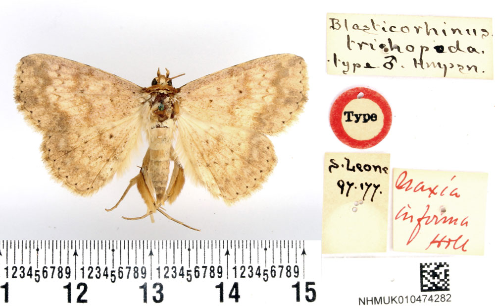 /filer/webapps/moths/media/images/T/trichopoda_Blasticorhinus_HT_BMNH.jpg