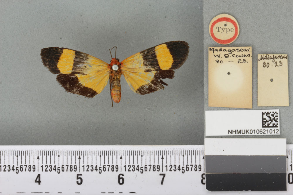 /filer/webapps/moths/media/images/T/tricolor_Isorropus_HT_BMNHa.jpg