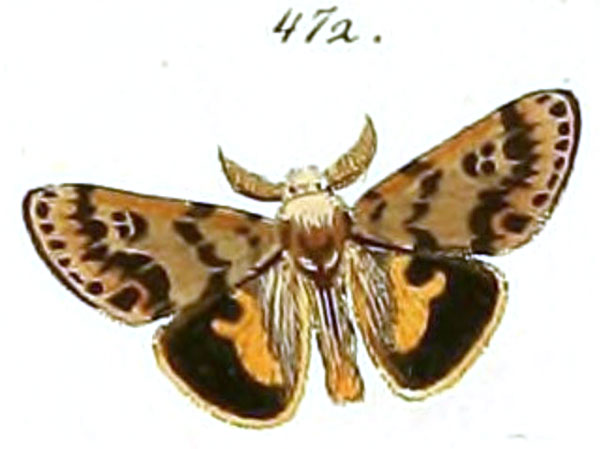 /filer/webapps/moths/media/images/T/tricolor_Orgyia_HT_Herrich_Schaffer_472.jpg