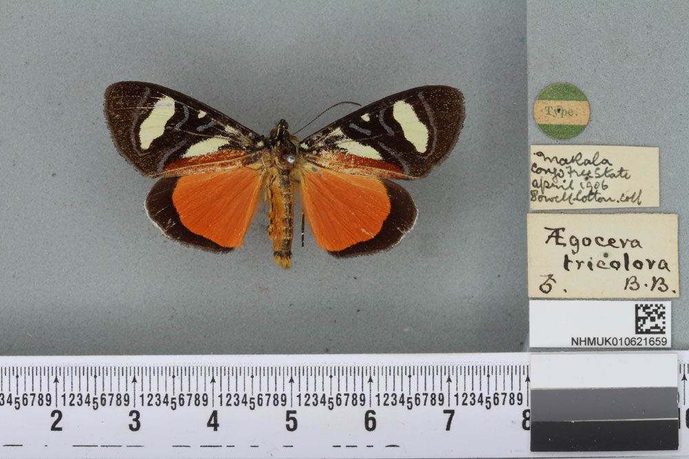 /filer/webapps/moths/media/images/T/tricolora_Aegocera_HT_BMNHa.jpg