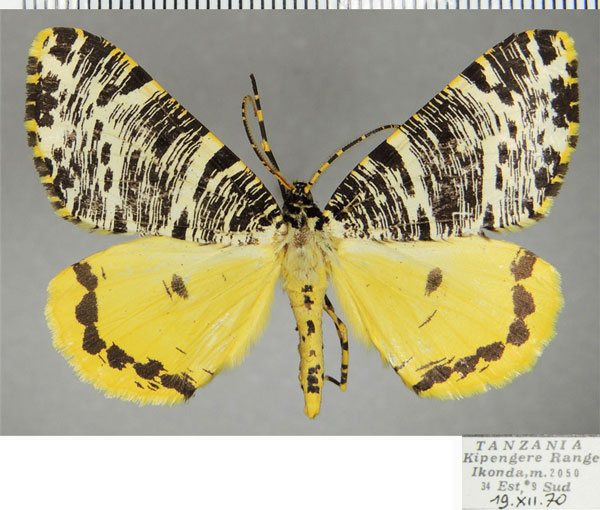 /filer/webapps/moths/media/images/T/tricoloraria_Rhodophthitus_AM_ZSMa.jpg