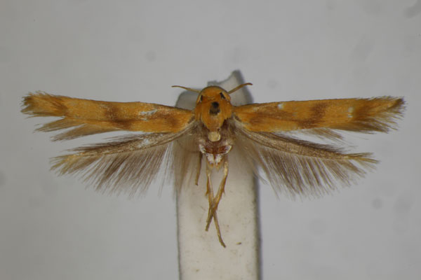 /filer/webapps/moths/media/images/T/tridryas_Stathmopoda_ST_BMNH.jpg