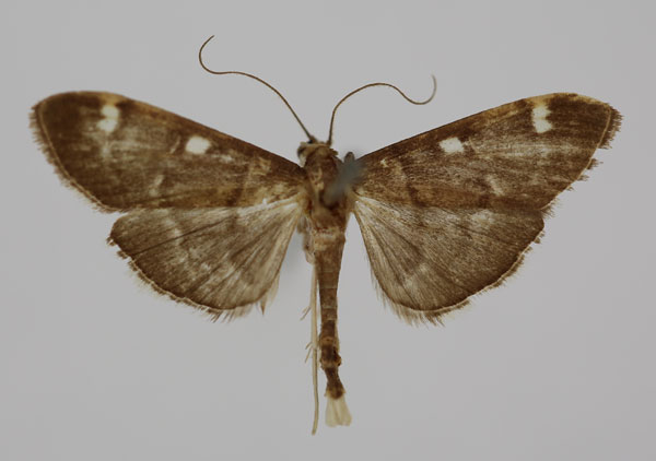 /filer/webapps/moths/media/images/T/trifidalis_Syllepte_HT_BMNH.jpg