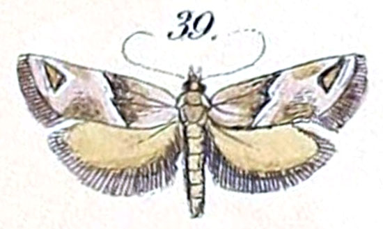 /filer/webapps/moths/media/images/T/trigonella_Semioscopis_HT_Felder_1875_139-39.jpg