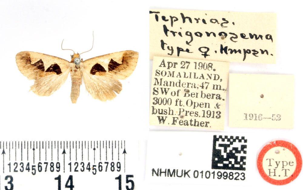 /filer/webapps/moths/media/images/T/trigonosema_Tephrias_HT_BMNH.jpg