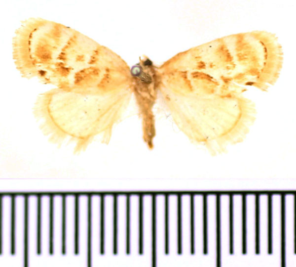 /filer/webapps/moths/media/images/T/trilinea_Narosa_AM_BMNH.jpg