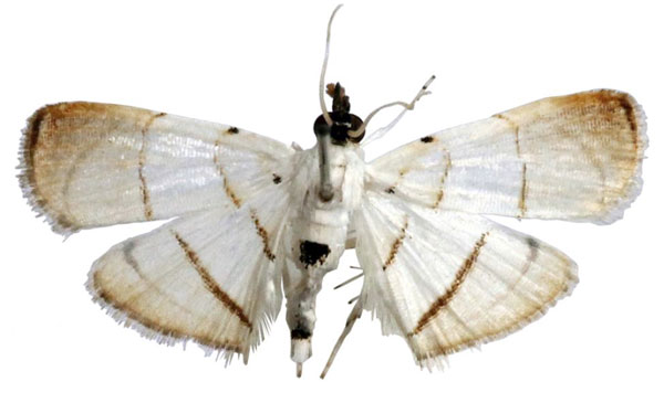 /filer/webapps/moths/media/images/T/trilinealis_Trichophysetis_HT_BMNH.jpg