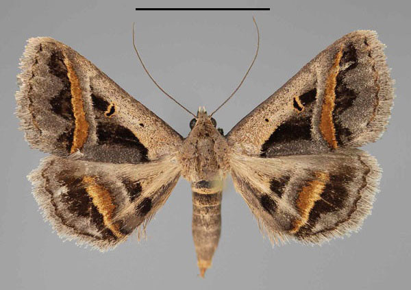 /filer/webapps/moths/media/images/T/trimeni_Acantholipes_AF_Fiebig.jpg