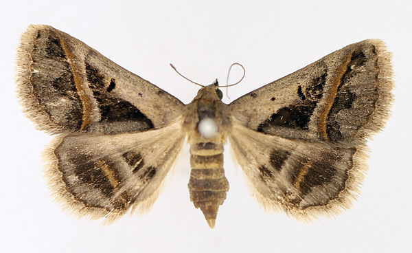 /filer/webapps/moths/media/images/T/trimeni_Acantholipes_AF_TMSA_01.jpg