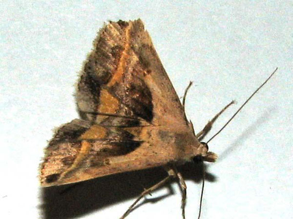 /filer/webapps/moths/media/images/T/trimeni_Acantholipes_A_Goff_01.jpg