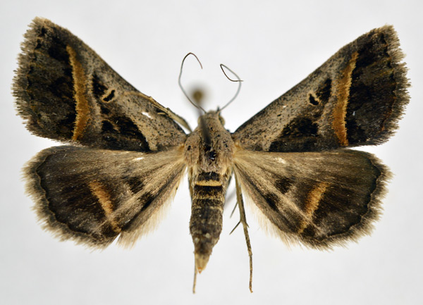 /filer/webapps/moths/media/images/T/trimeni_Acantholipes_A_NHMO_03.jpg
