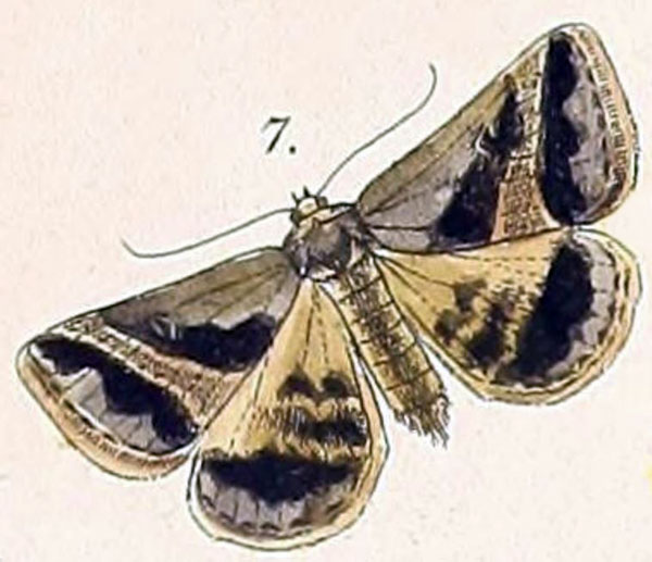 /filer/webapps/moths/media/images/T/trimeni_Acantholipes_HT_Felder_1875_108-7.jpg