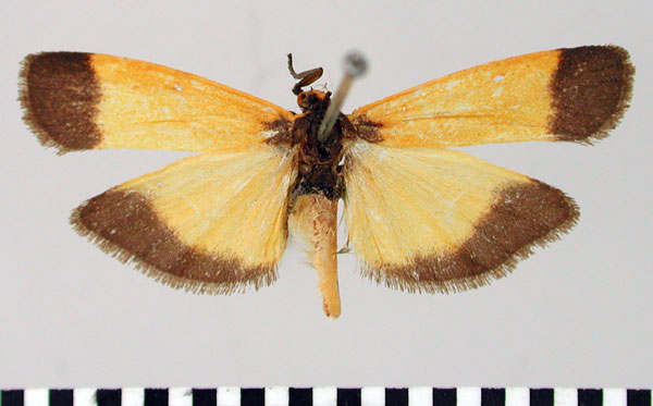 /filer/webapps/moths/media/images/T/trimenii_Dyphlebia_HT_BMNH.jpg
