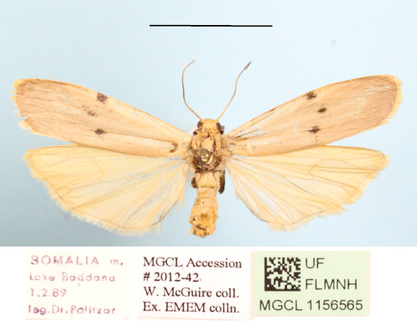 /filer/webapps/moths/media/images/T/trinitas_Zobida_A_MGCLa_02.JPG