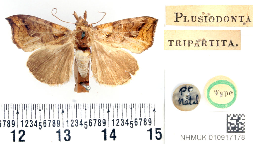 /filer/webapps/moths/media/images/T/tripartita_Plusiodonta_HT_BMNH.jpg