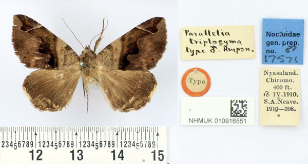 /filer/webapps/moths/media/images/T/triplocyma_Parallelia_HT_BMNH.jpg