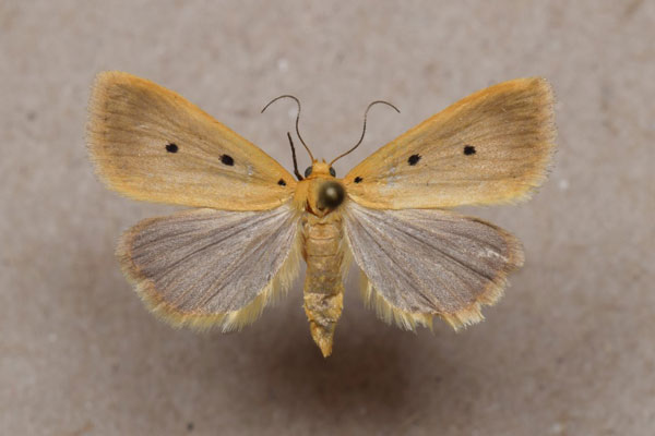 /filer/webapps/moths/media/images/T/tripunctoides_Mimasura_A_Butler.jpg