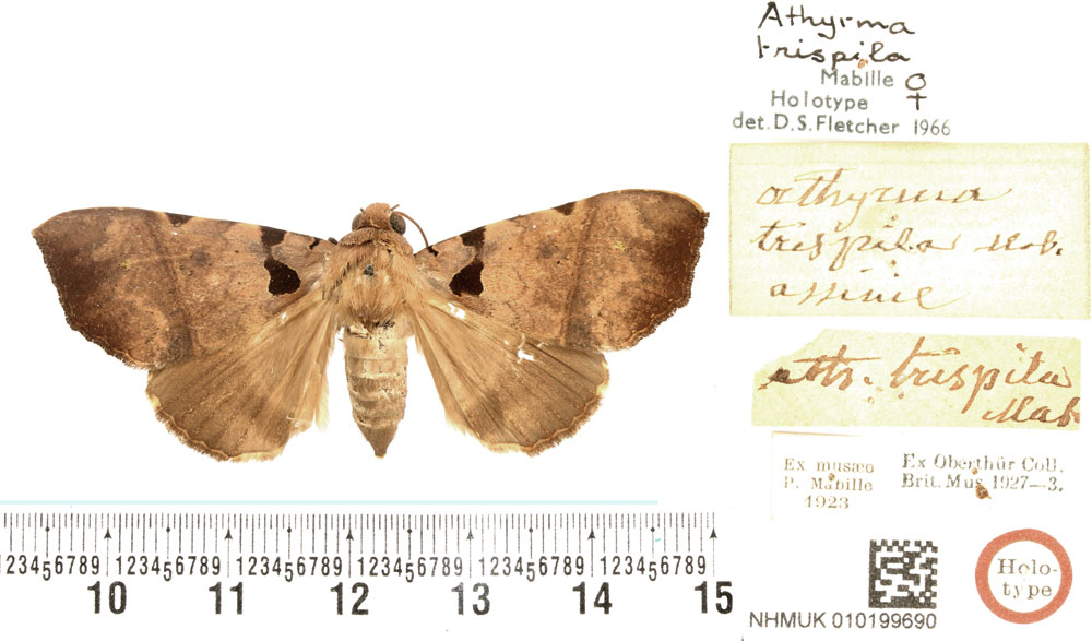 /filer/webapps/moths/media/images/T/trispila_Athyrma_HT_BMNH.jpg
