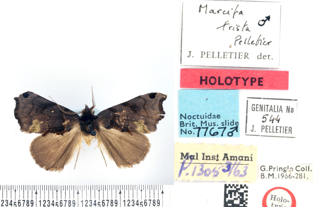 /filer/webapps/moths/media/images/T/trista_Marcipa_HT_BMNH.jpg