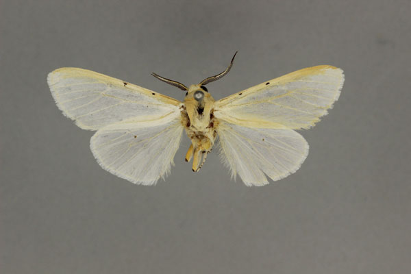 /filer/webapps/moths/media/images/T/tristicta_Alpenus_A_BMNH.jpg