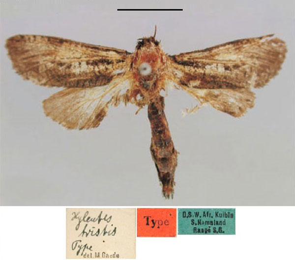 /filer/webapps/moths/media/images/T/tristis_Aethalopteryx_HT_ZMHB.jpg