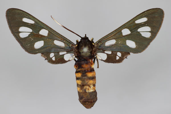 /filer/webapps/moths/media/images/T/tritonia_Amata_HT_BMNH.jpg