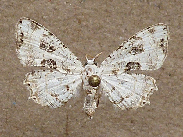 /filer/webapps/moths/media/images/T/triumbrata_Leucoplema_A_Butler.jpg