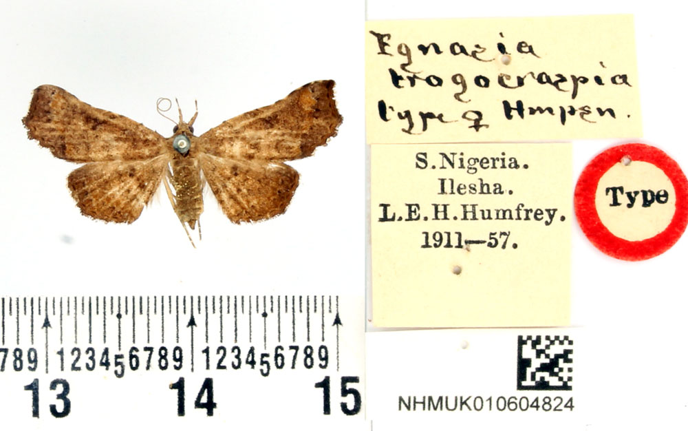 /filer/webapps/moths/media/images/T/trogocraspia_Egnasia_HT_BMNH.jpg